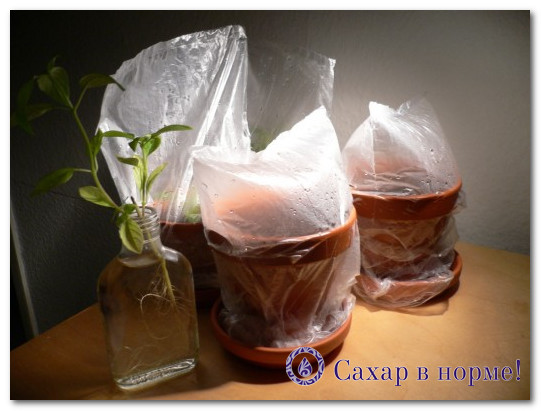 Как выращивать стевию из семян в домашних условиях?