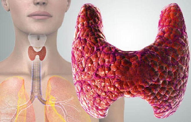 Роль щитовидной железы в организме человека